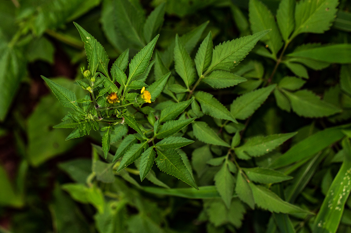 Bidens biternata Bidens biternata