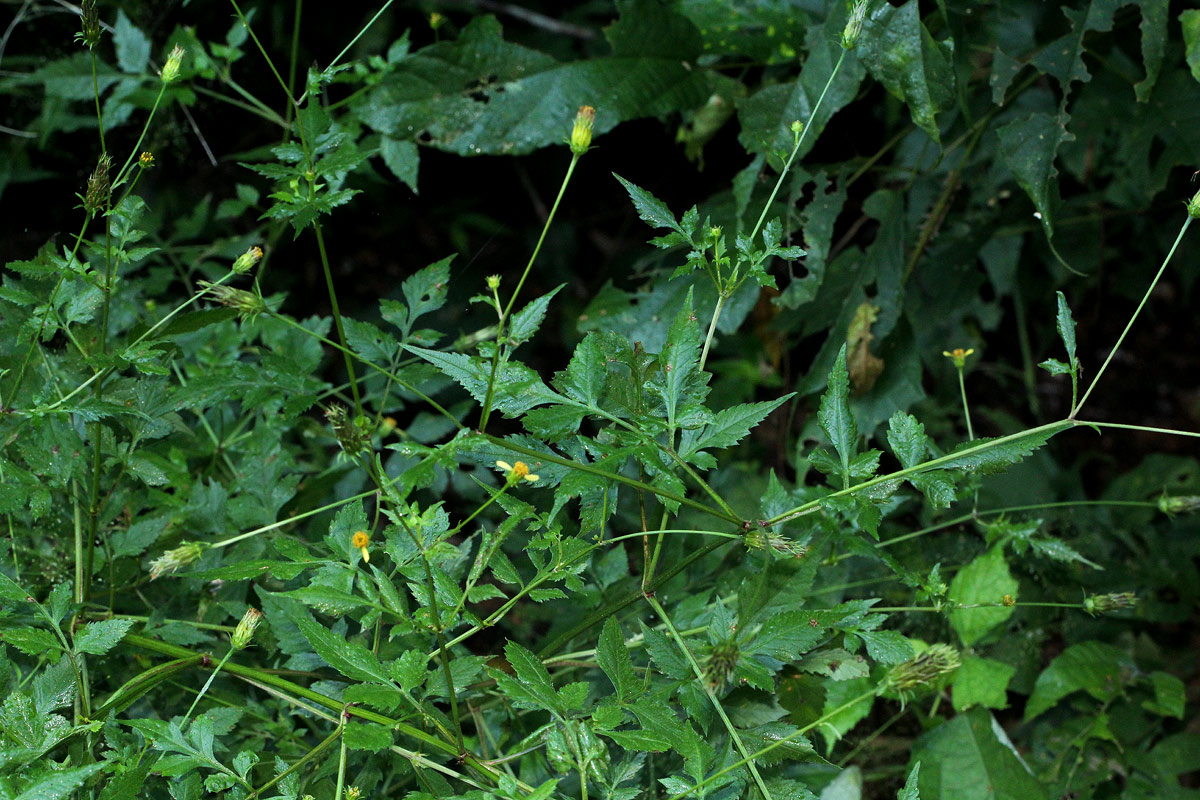 Bidens biternata Bidens biternata