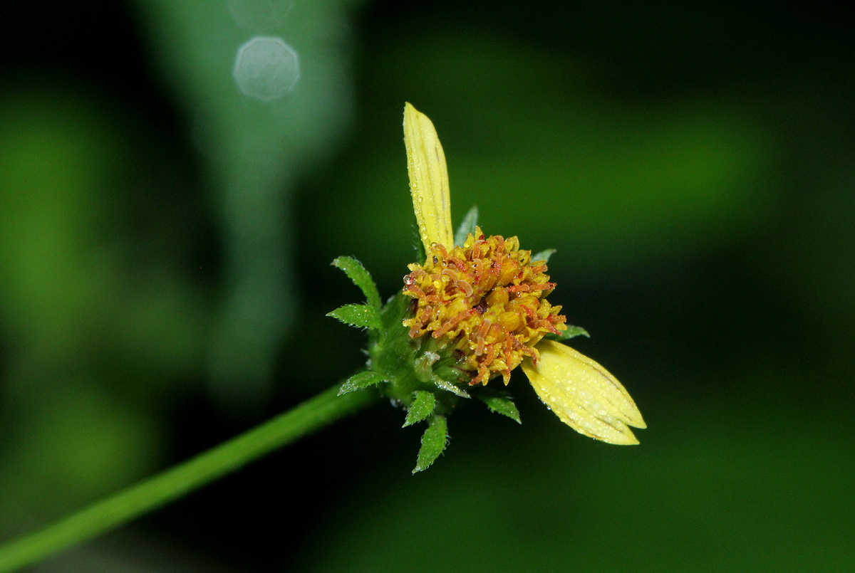 Bidens biternata Bidens biternata