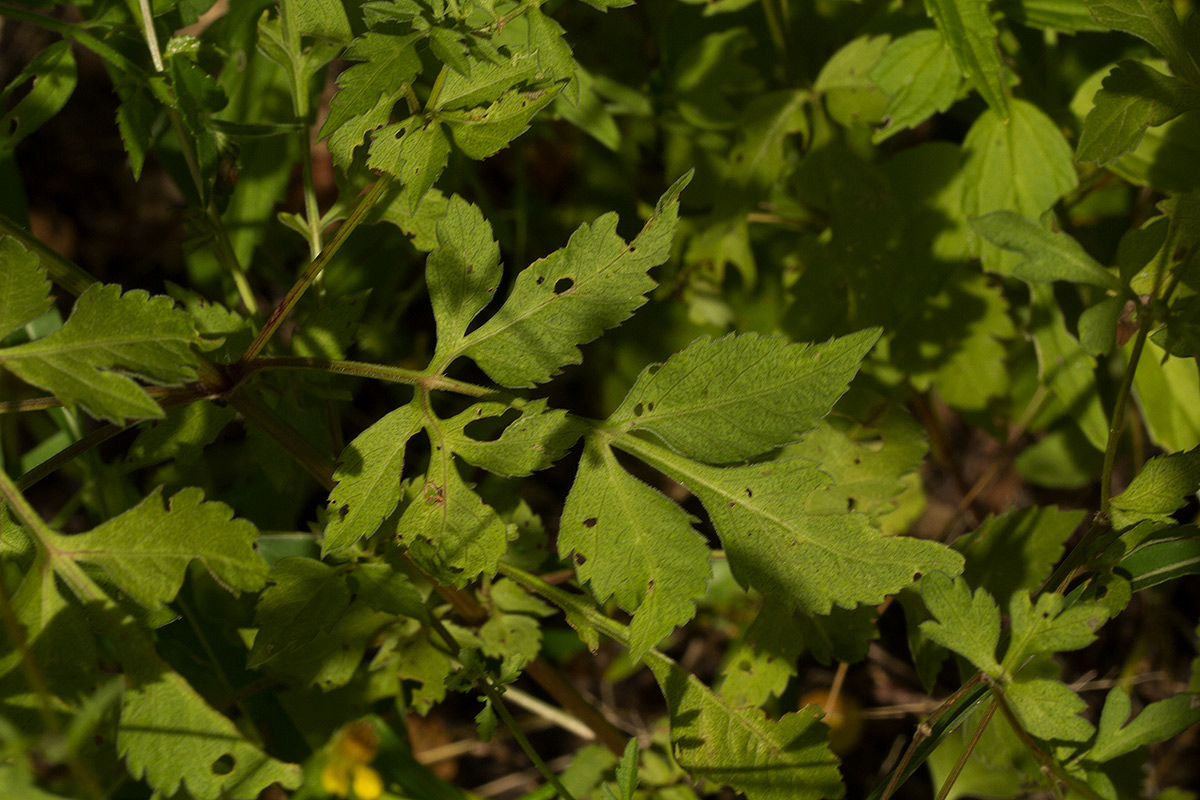 Bidens biternata Bidens biternata