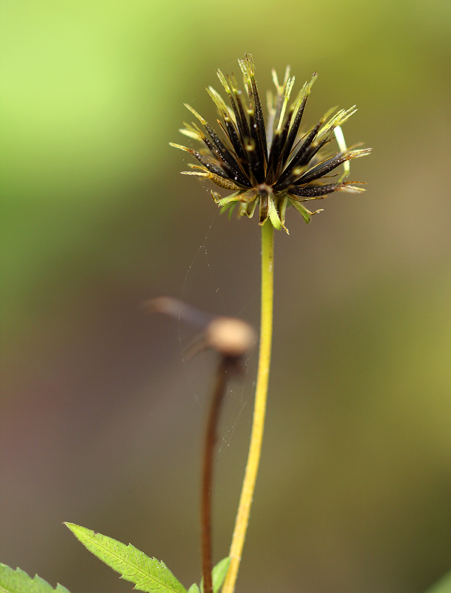 Bidens pilosa Bidens pilosa