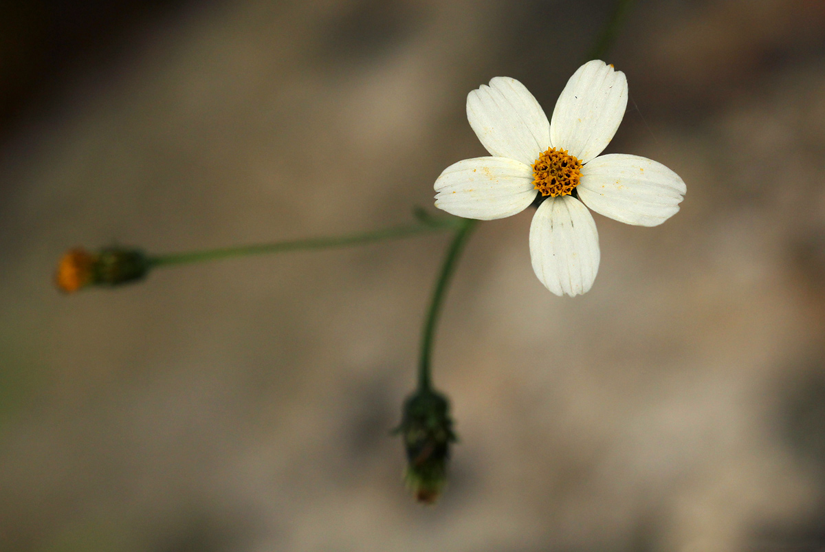 Bidens pilosa Bidens pilosa