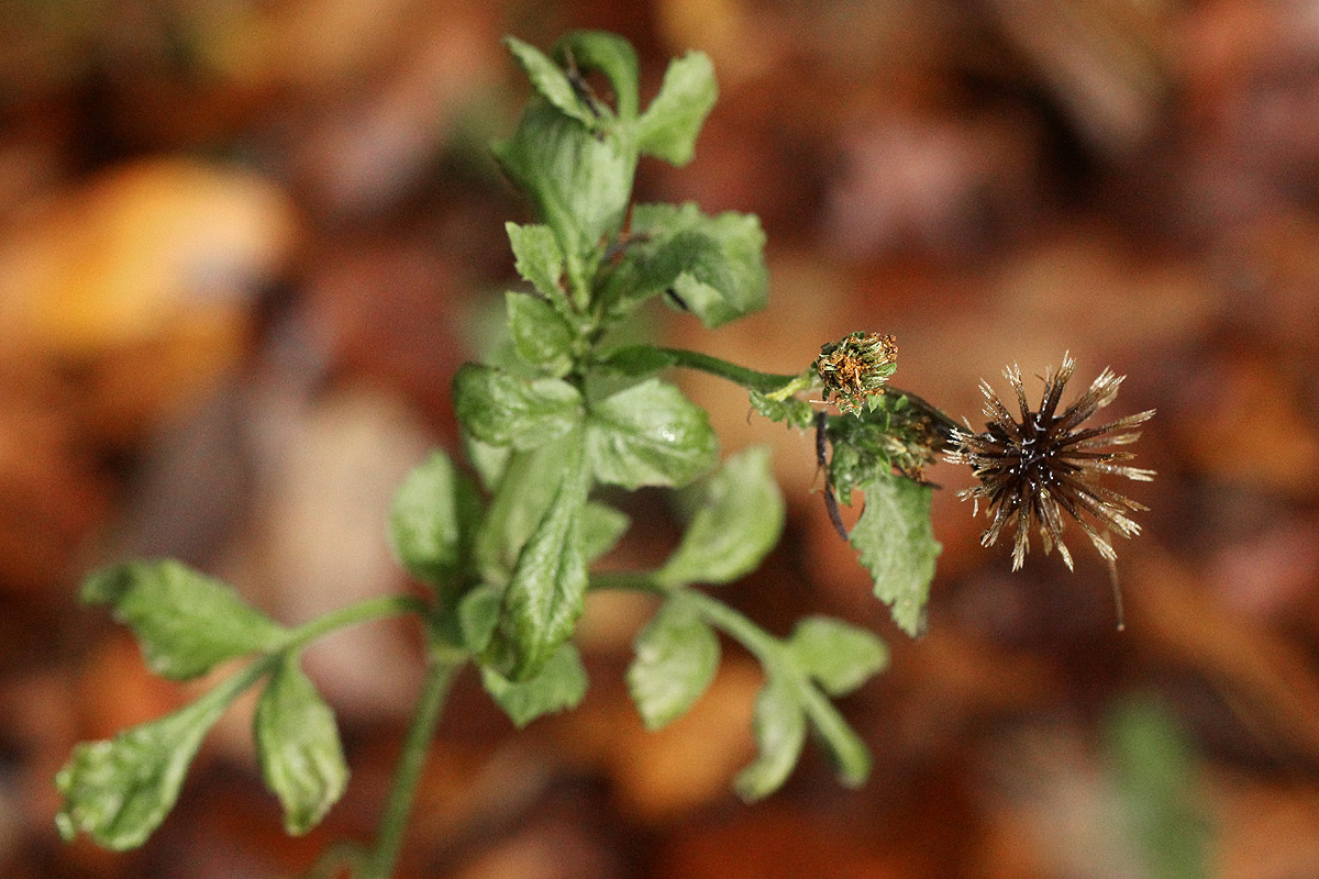 Bidens pilosa Bidens pilosa
