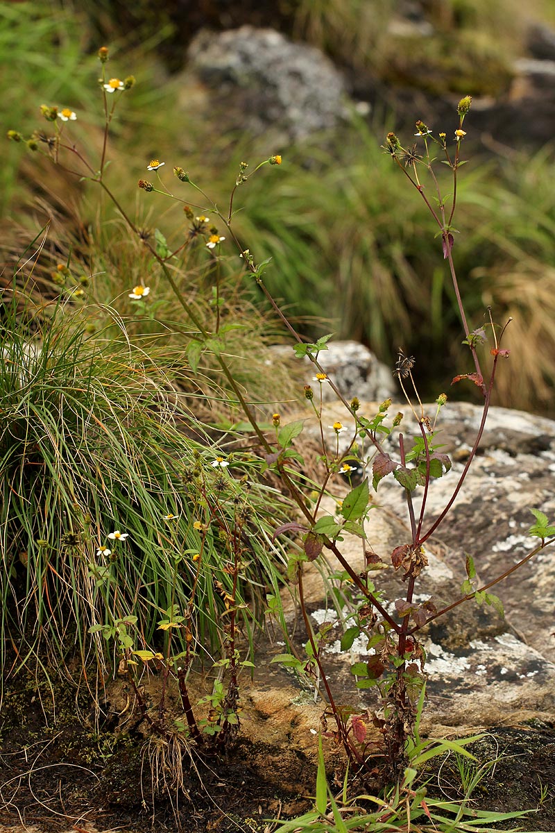 Bidens pilosa Bidens pilosa