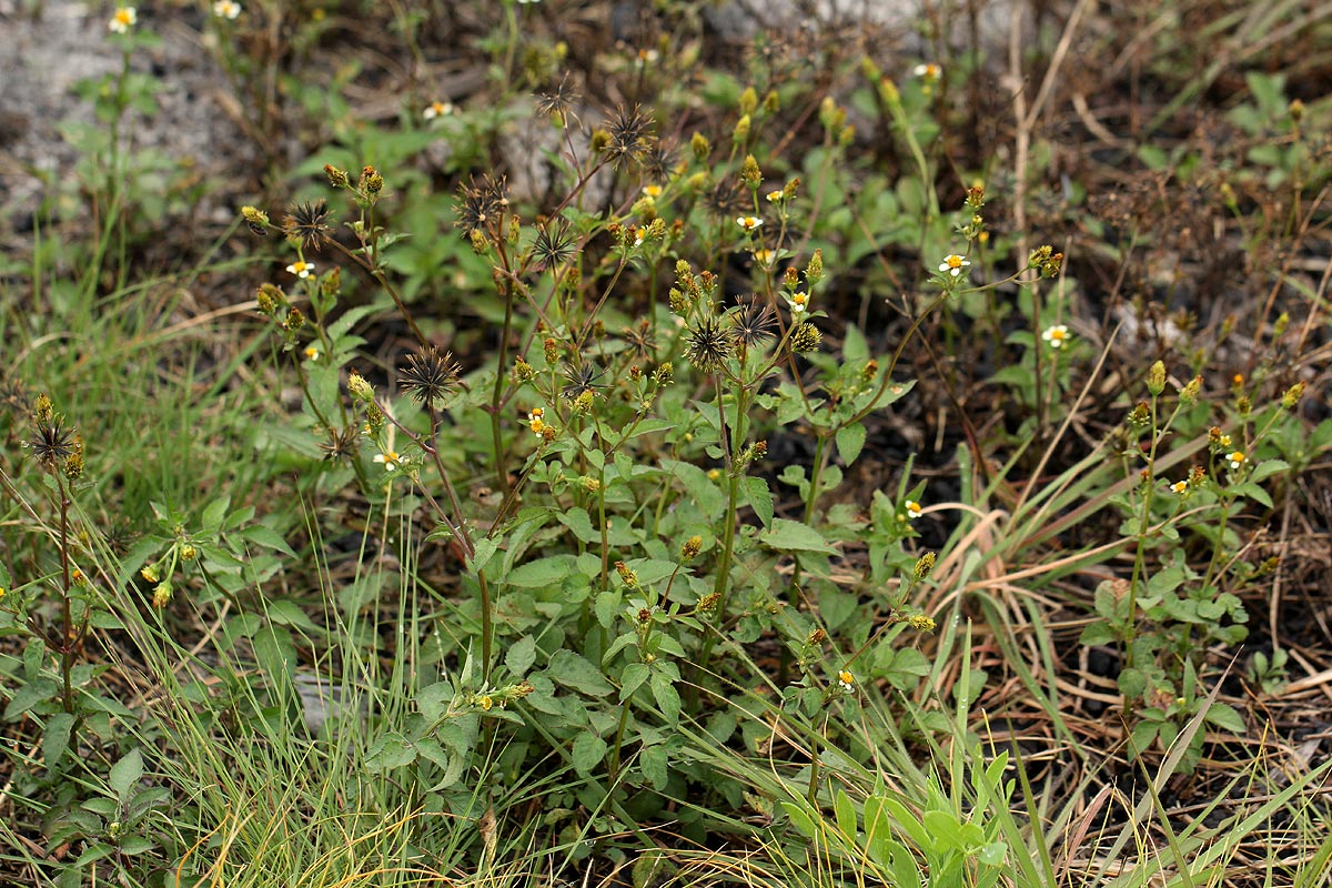 Bidens pilosa Bidens pilosa