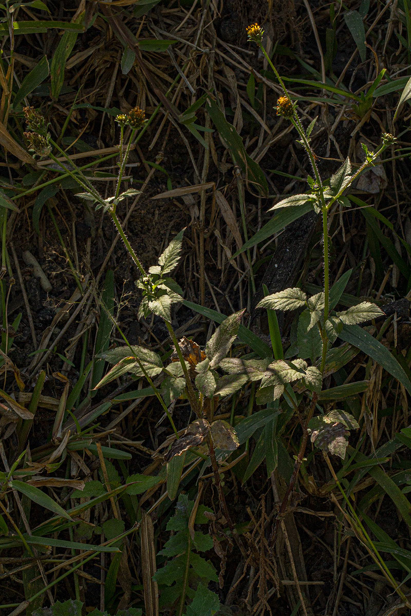 Bidens pilosa Bidens pilosa