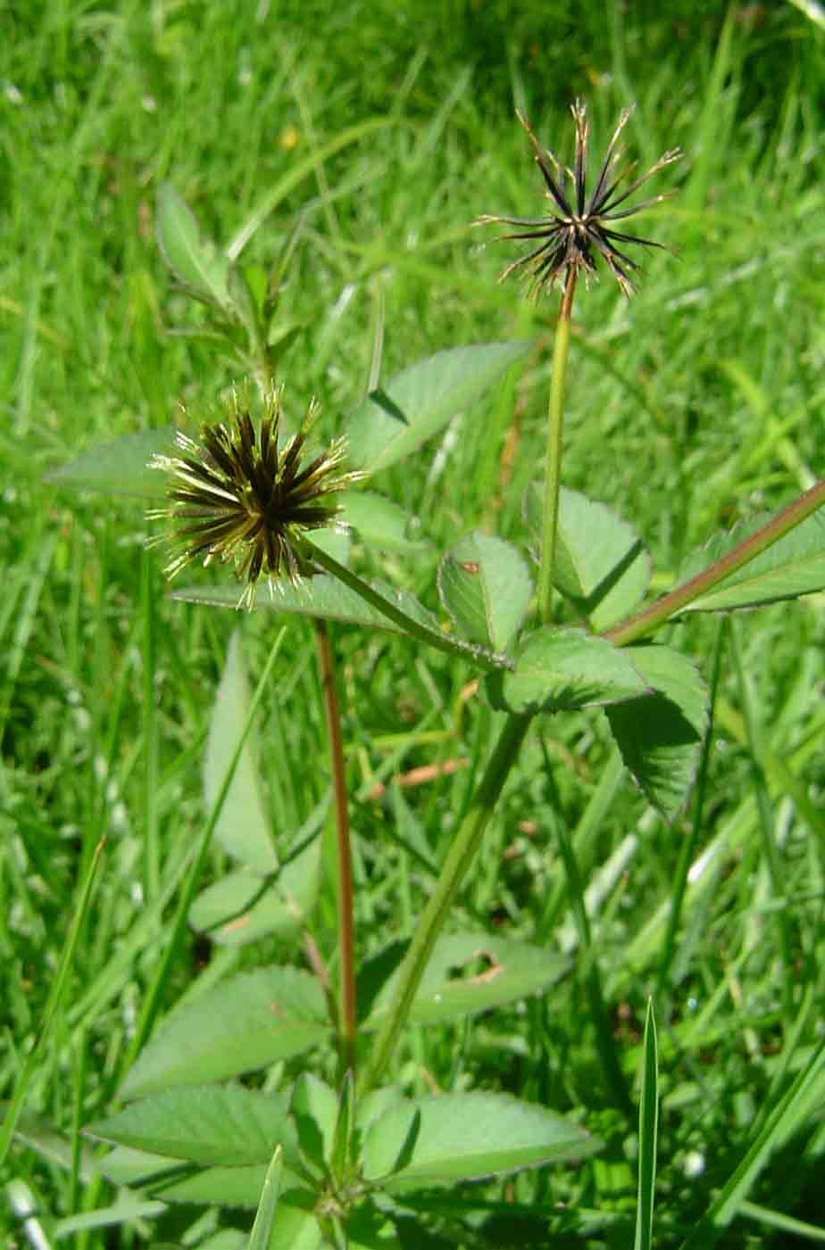 Bidens pilosa Bidens pilosa