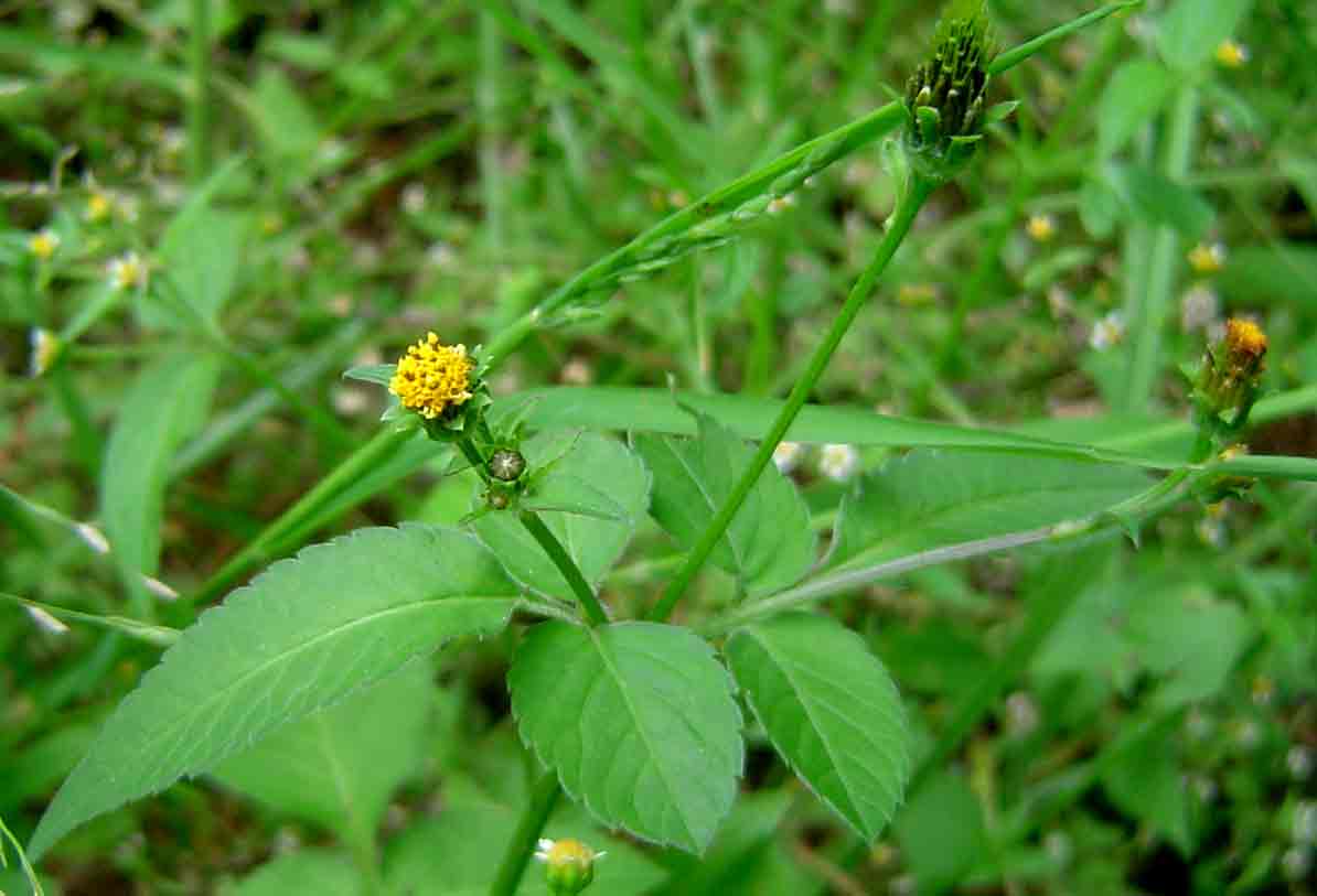 Bidens pilosa Bidens pilosa