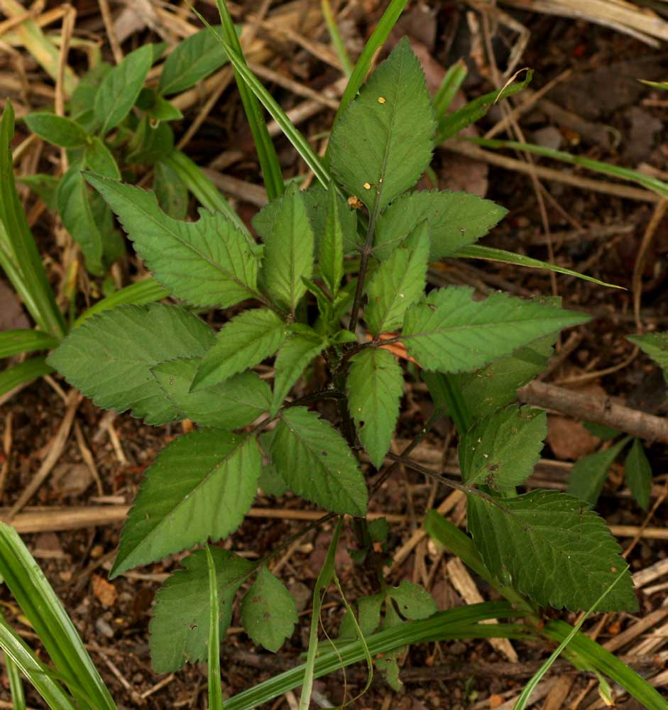 Bidens pilosa Bidens pilosa
