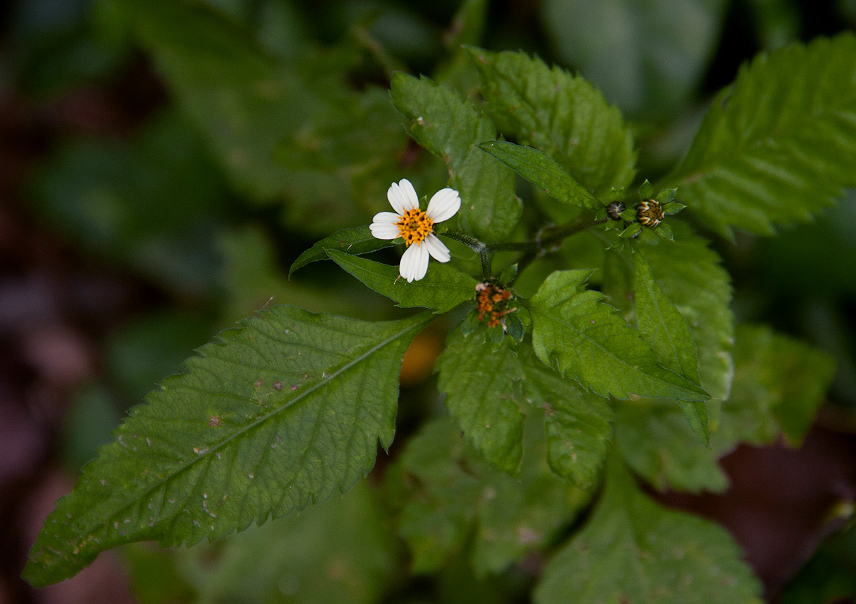 Bidens pilosa Bidens pilosa
