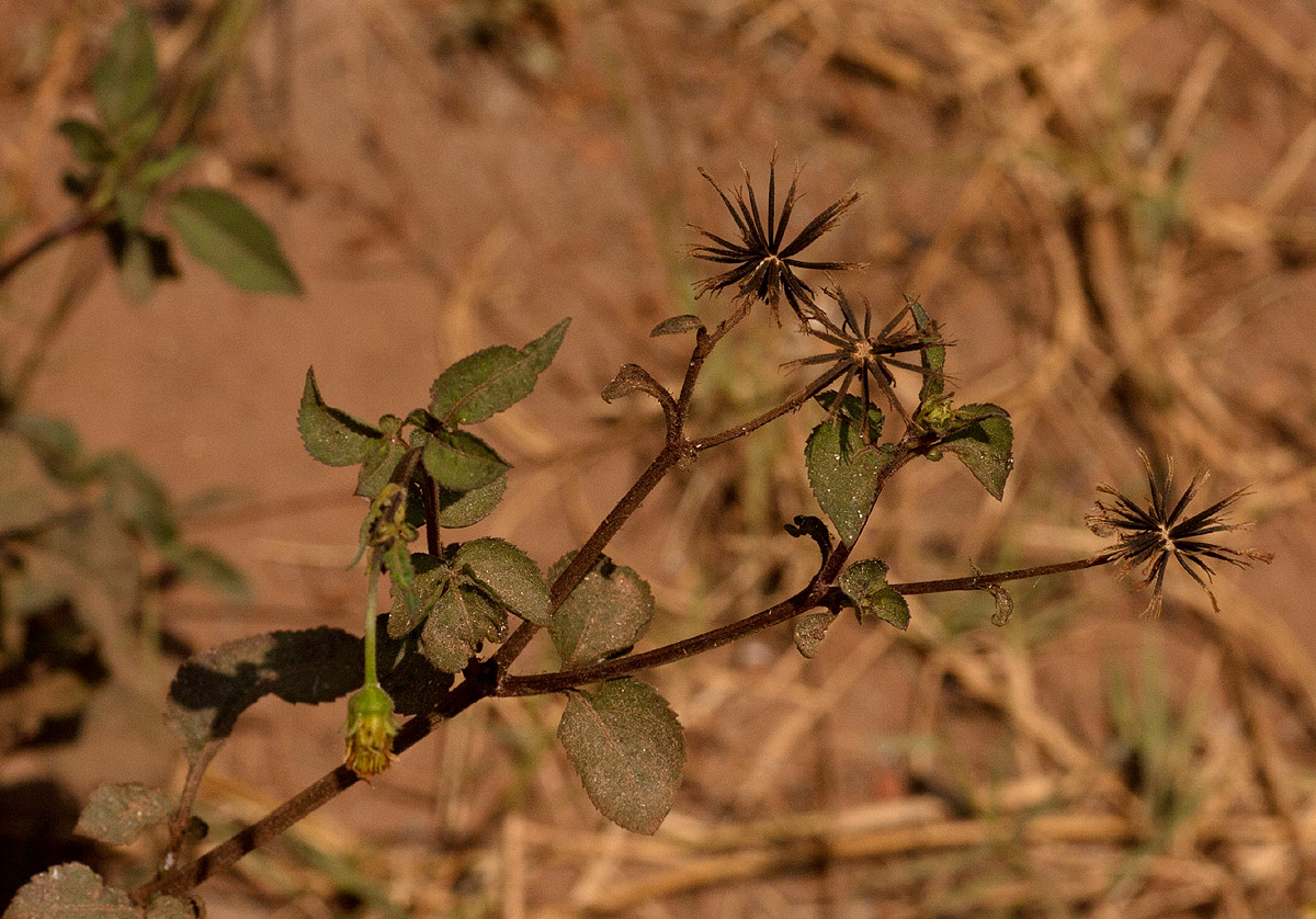 Bidens pilosa Bidens pilosa
