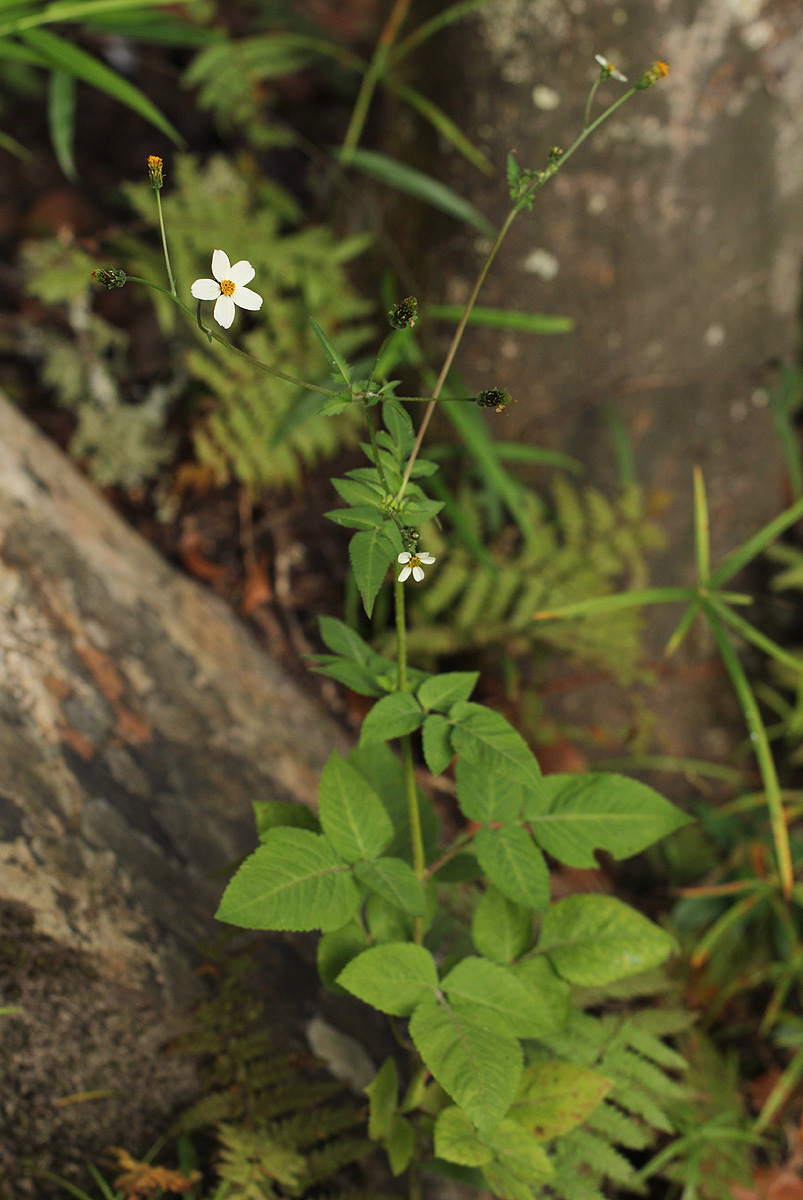 Bidens pilosa Bidens pilosa