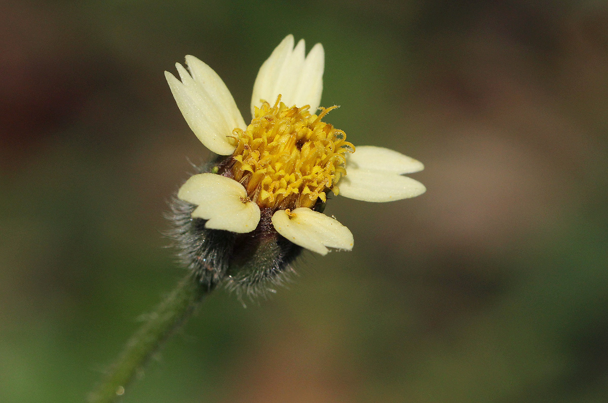 Tridax procumbens Tridax procumbens