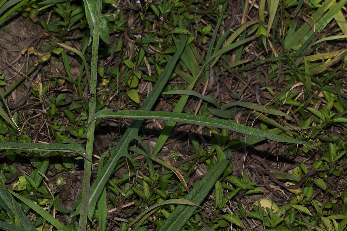 Sonchus schweinfurthii Sonchus schweinfurthii