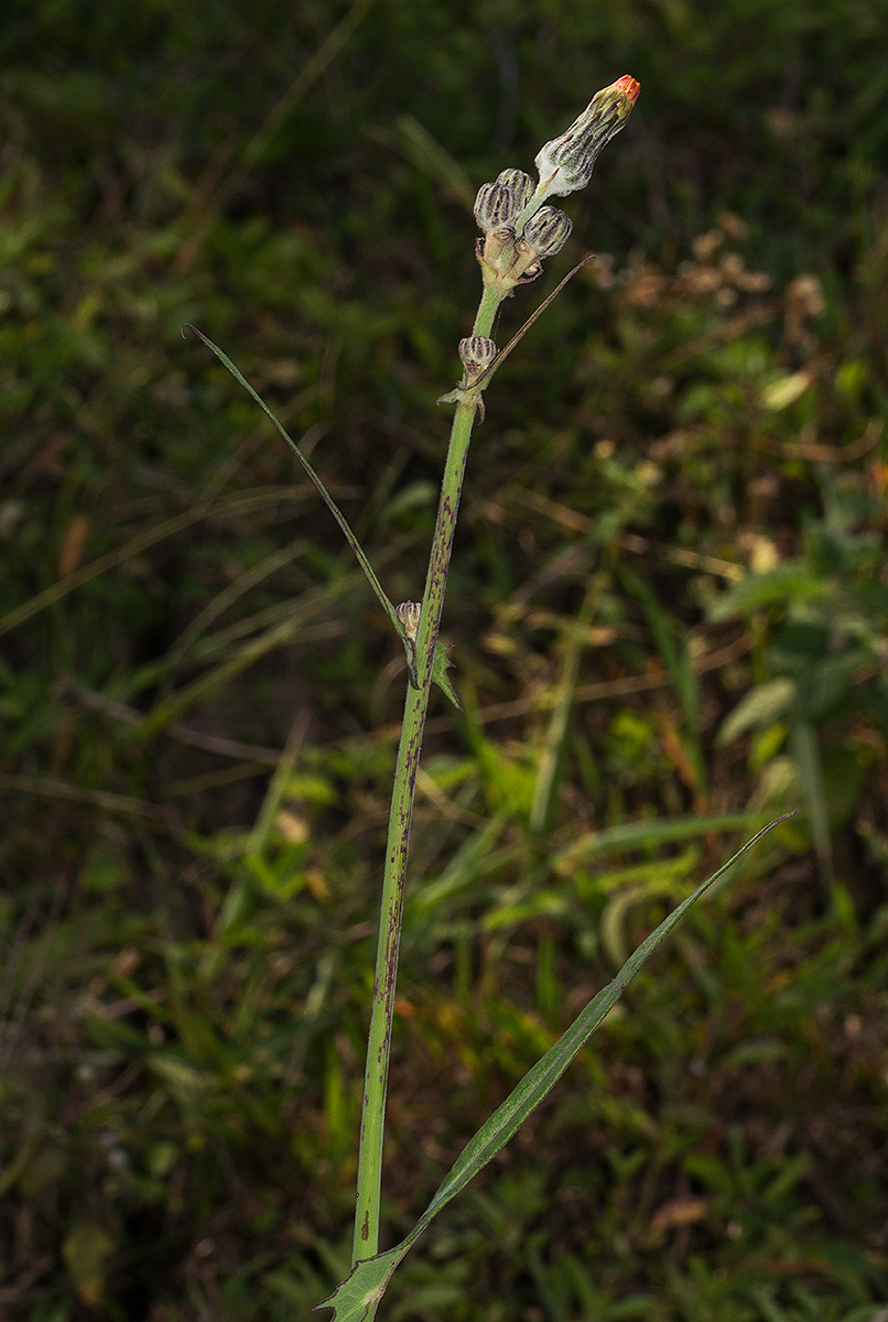 Sonchus schweinfurthii Sonchus schweinfurthii