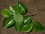 Ziziphus mucronata