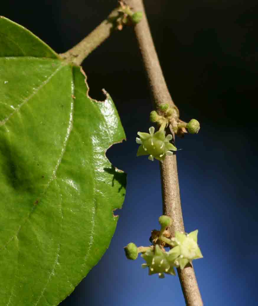 Ziziphus mucronata
