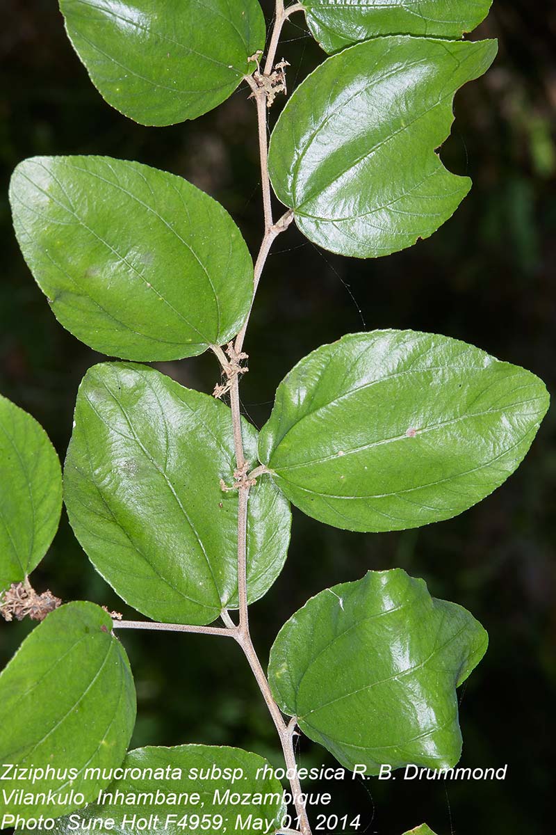 Ziziphus mucronata Ziziphus mucronata