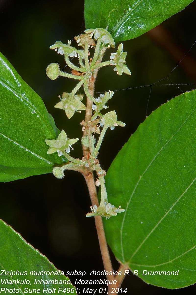 Ziziphus mucronata Ziziphus mucronata