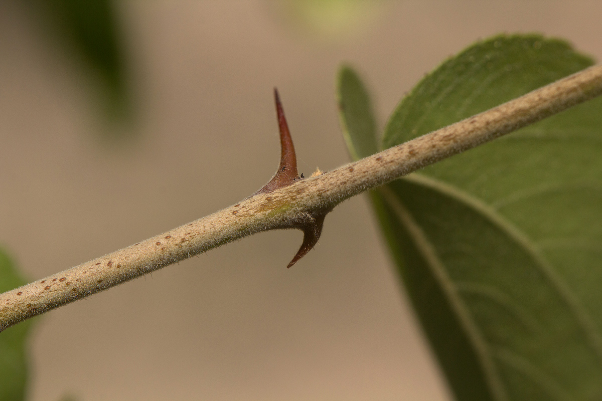 Ziziphus mucronata Ziziphus mucronata