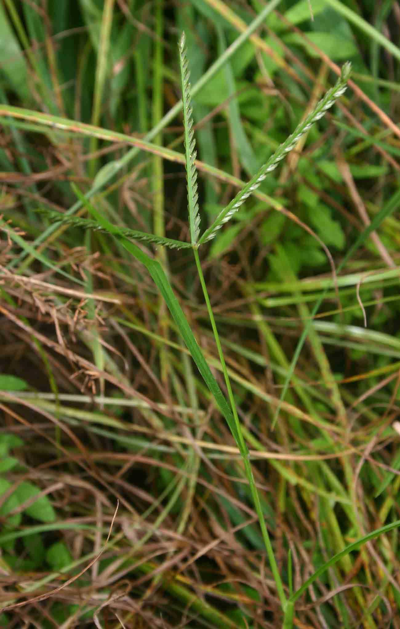 Eleusine africana