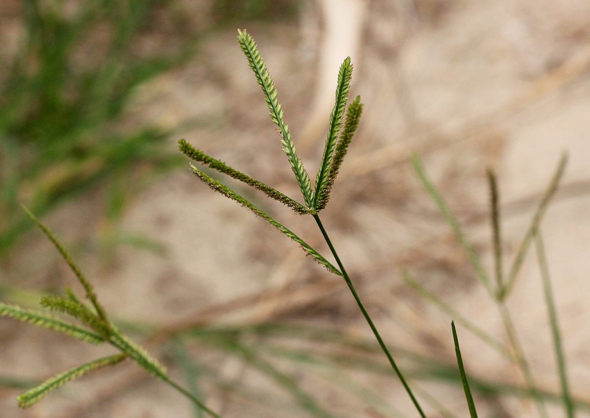 Eleusine indica Eleusine indica