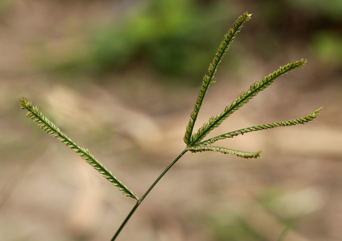 Eleusine indica Eleusine indica