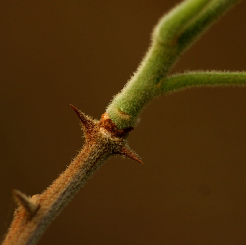 Harrisonia abyssinica Harrisonia abyssinica