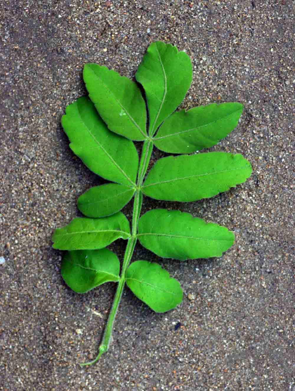 Harrisonia abyssinica Harrisonia abyssinica