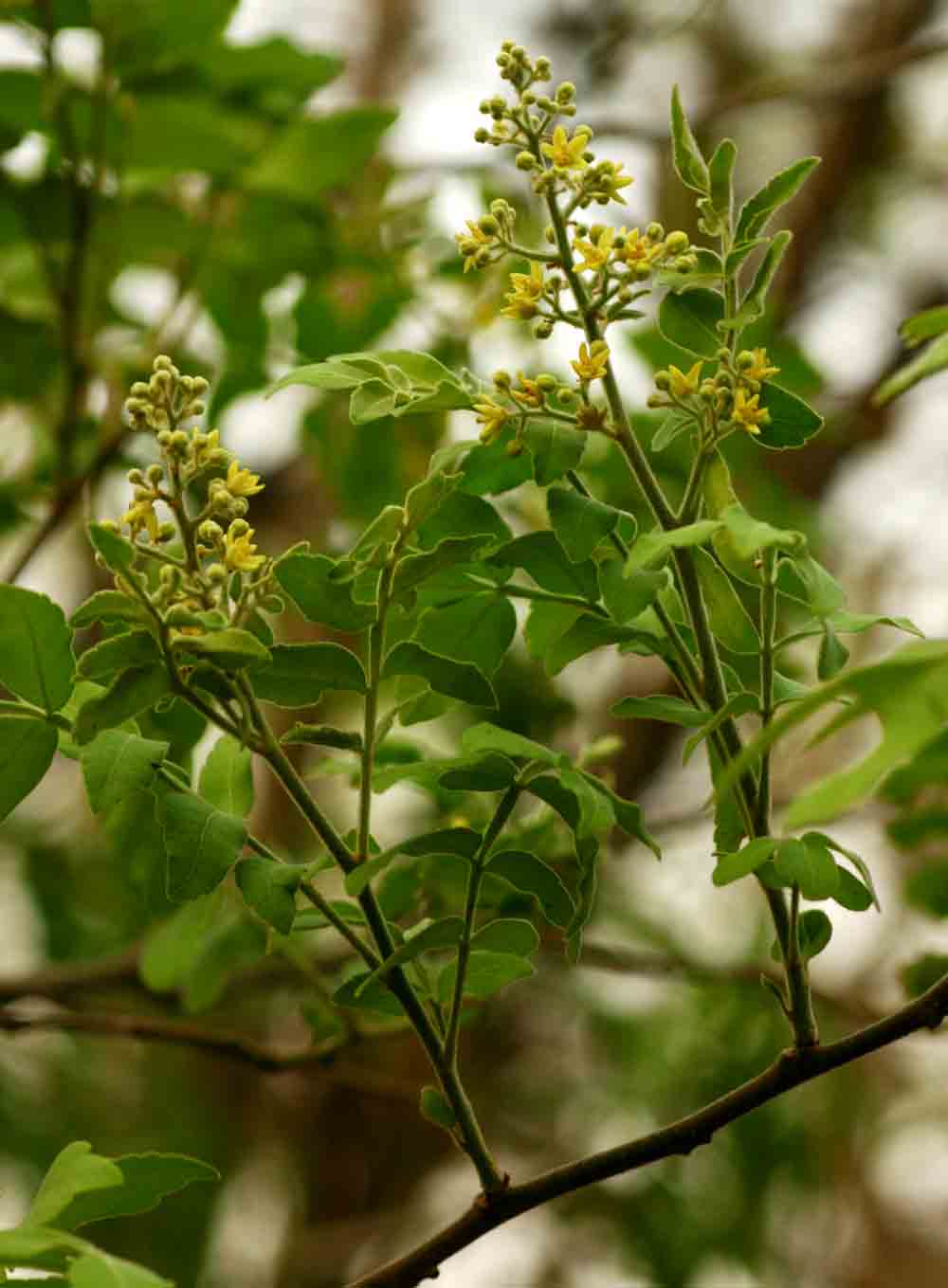 Harrisonia abyssinica Harrisonia abyssinica