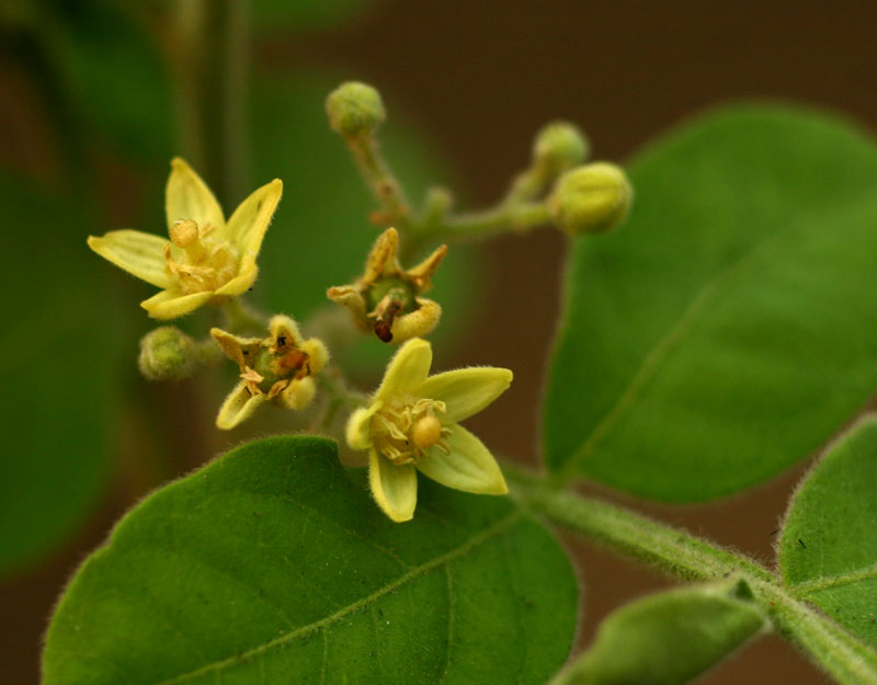 Harrisonia abyssinica Harrisonia abyssinica