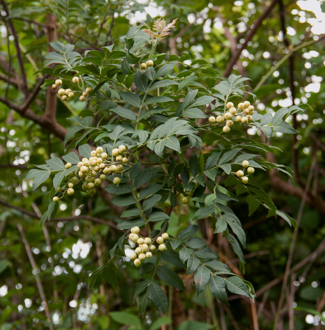 Harrisonia abyssinica Harrisonia abyssinica