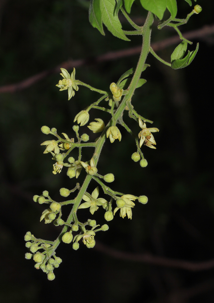 Harrisonia abyssinica Harrisonia abyssinica