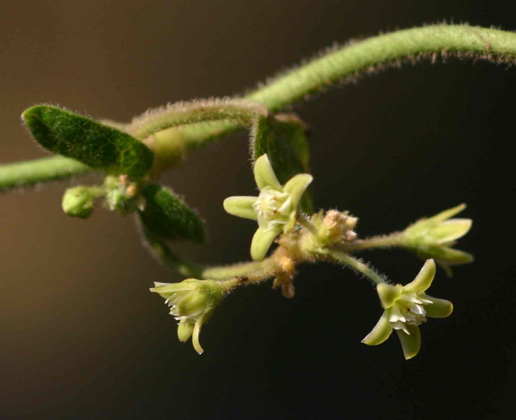 Cynanchum schistoglossum Cynanchum schistoglossum