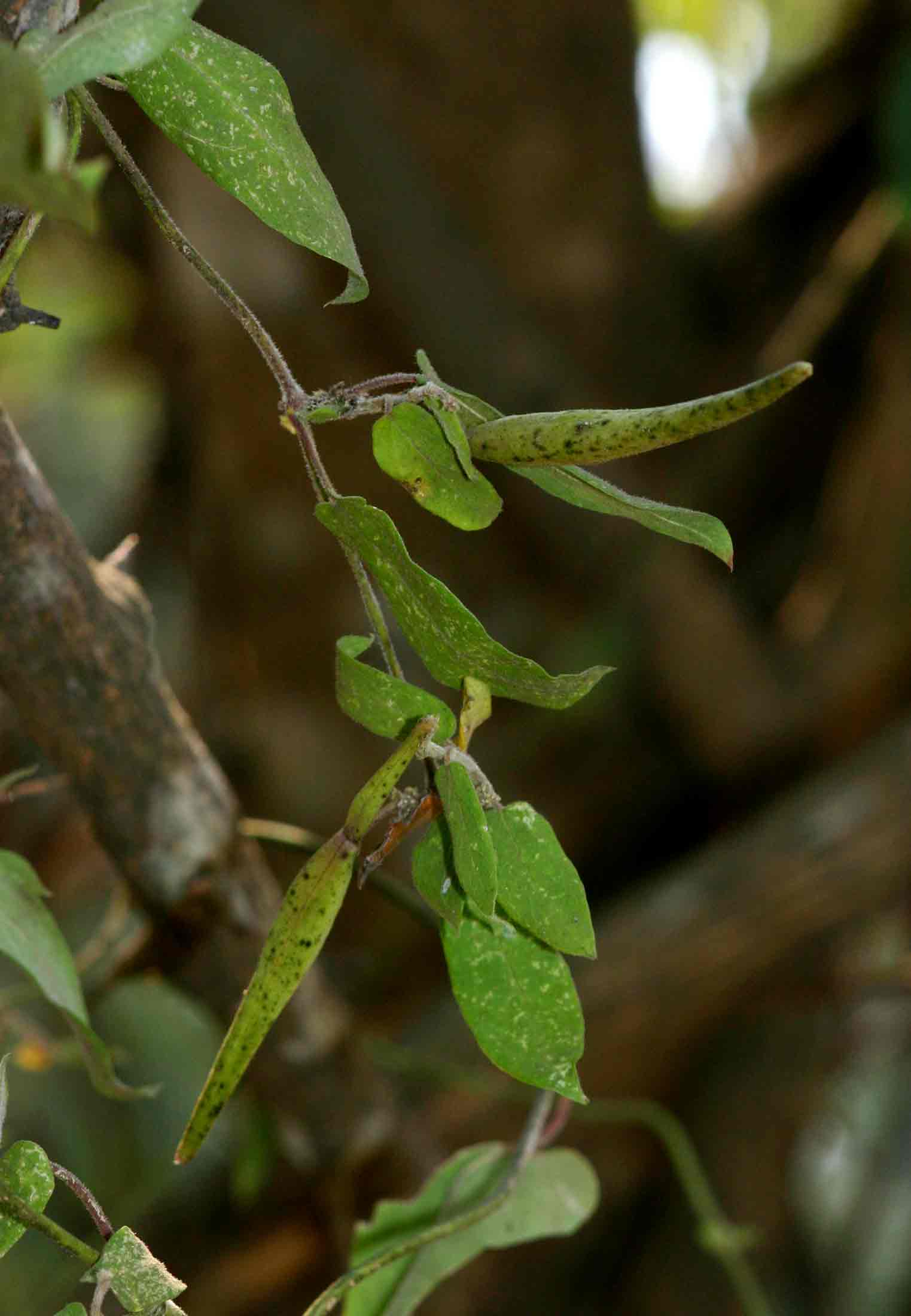 Cynanchum schistoglossum Cynanchum schistoglossum