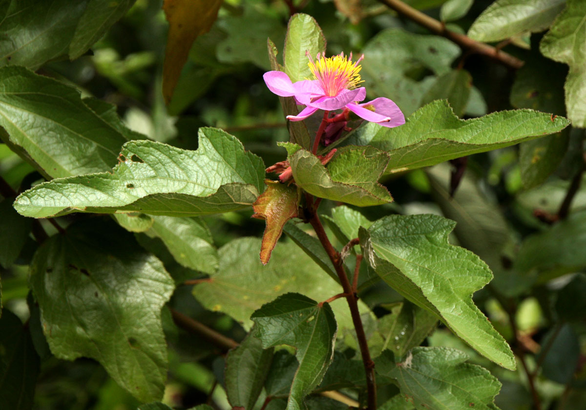 Clappertonia ficifolia Clappertonia ficifolia