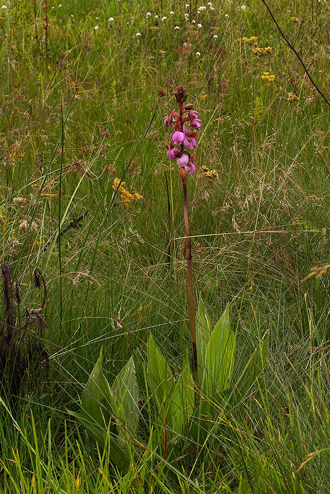 Eulophia latilabris Eulophia latilabris