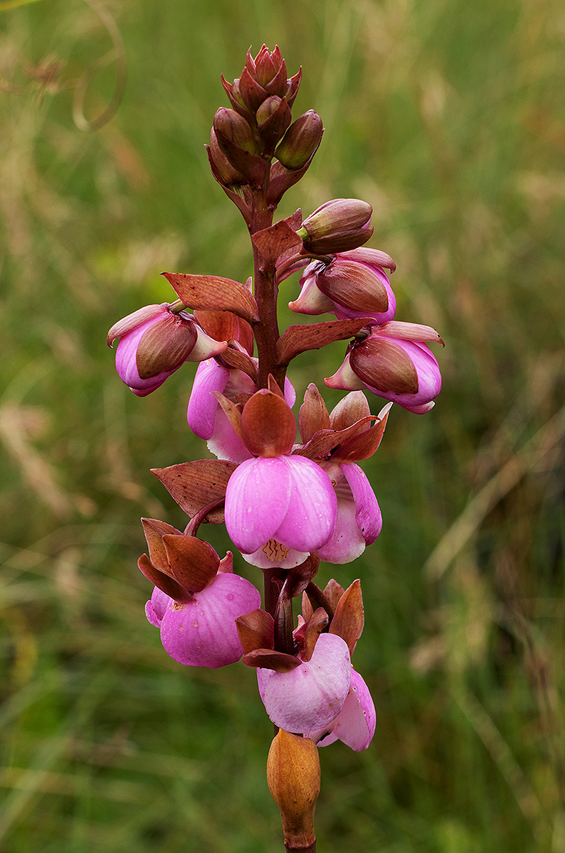 Eulophia latilabris