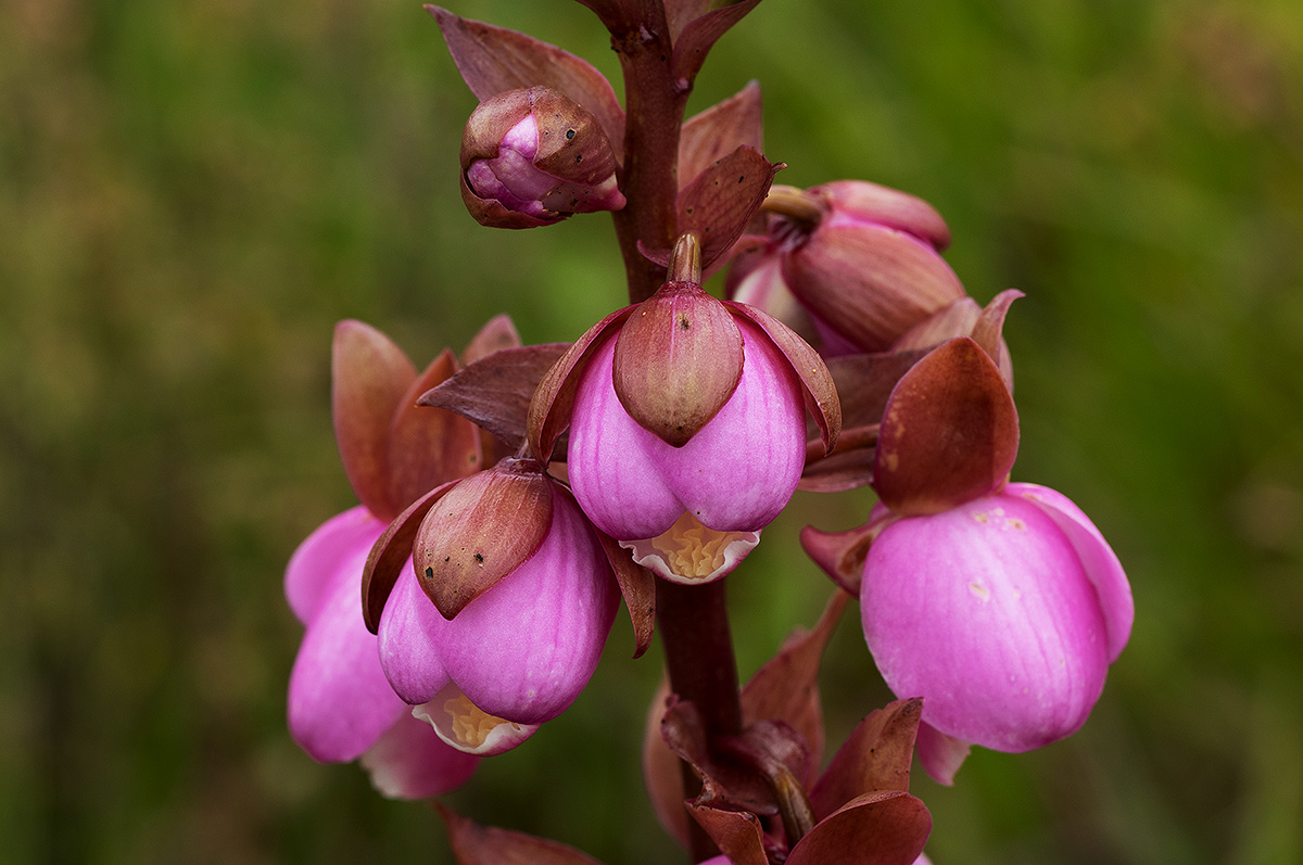 Eulophia latilabris