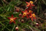 Stathmostelma pedunculatum