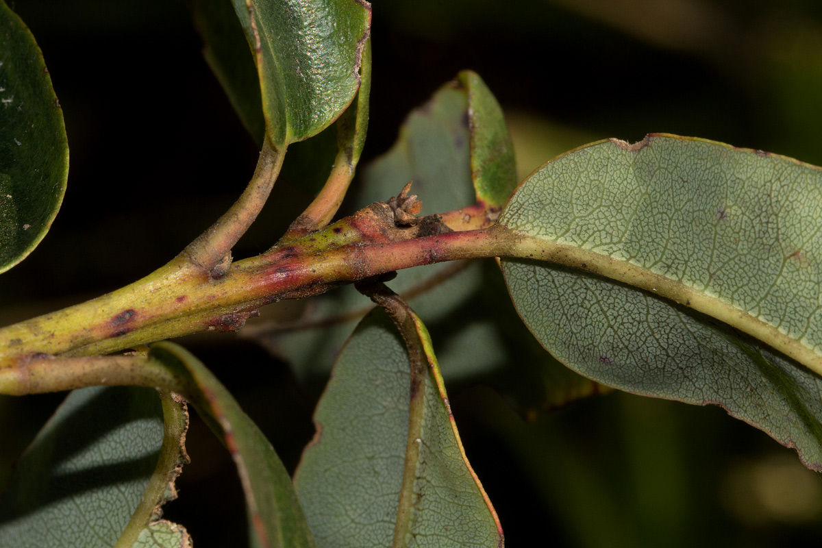 Agarista salicifolia Agarista salicifolia