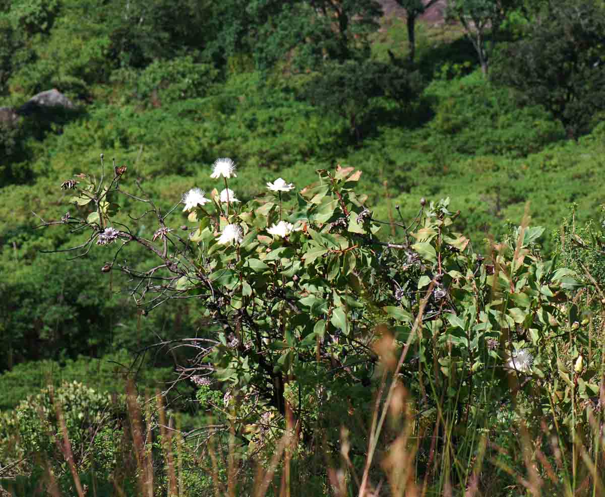 Protea madiensis subsp. madiensis Protea madiensis subsp. madiensis