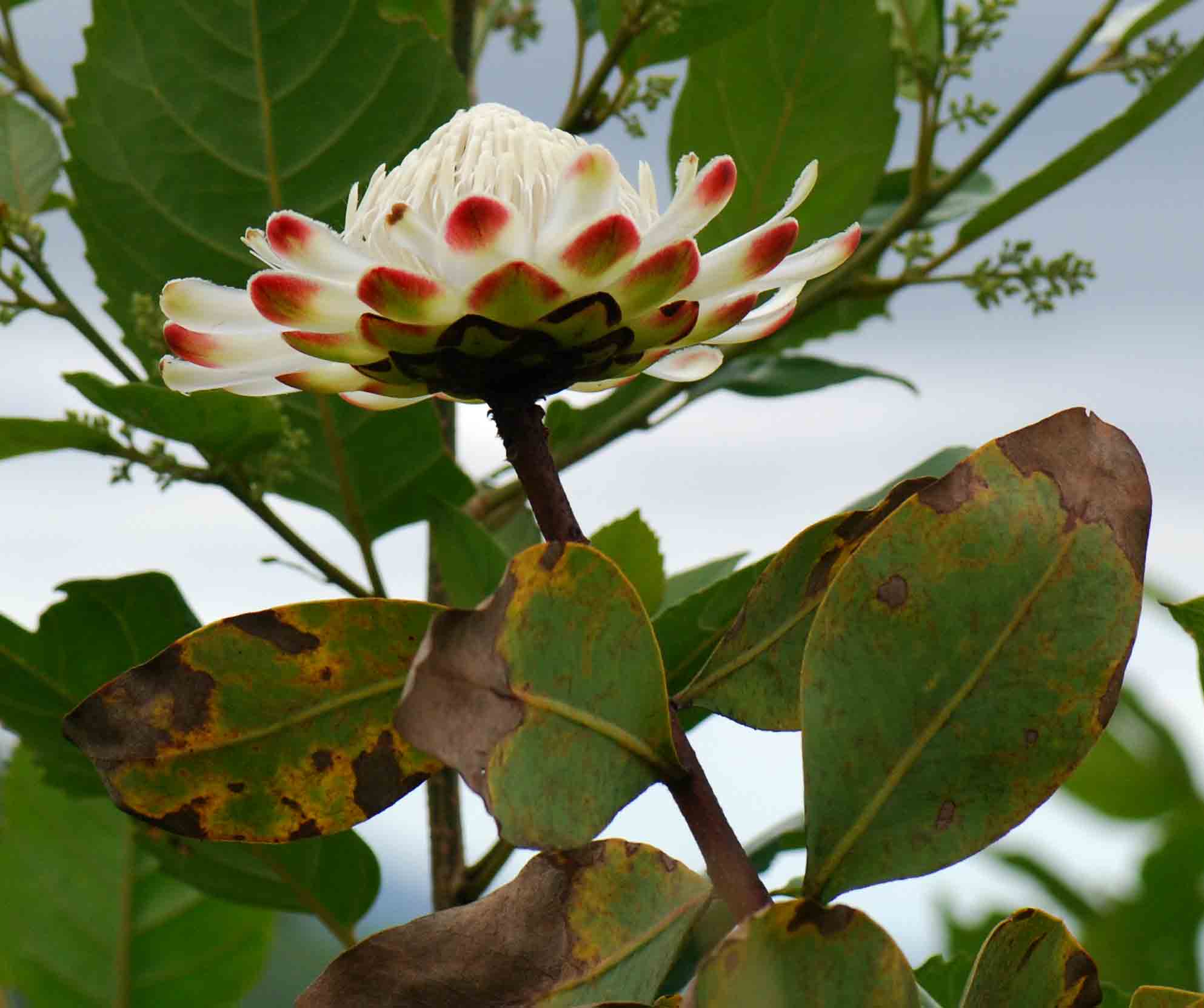 Protea madiensis subsp. madiensis Protea madiensis subsp. madiensis