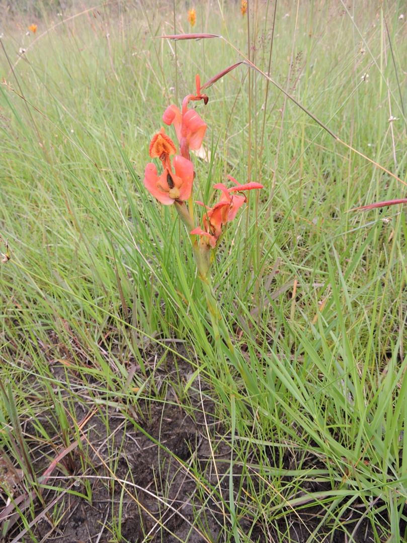 Disa erubescens subsp. carsonii Disa erubescens subsp. carsonii