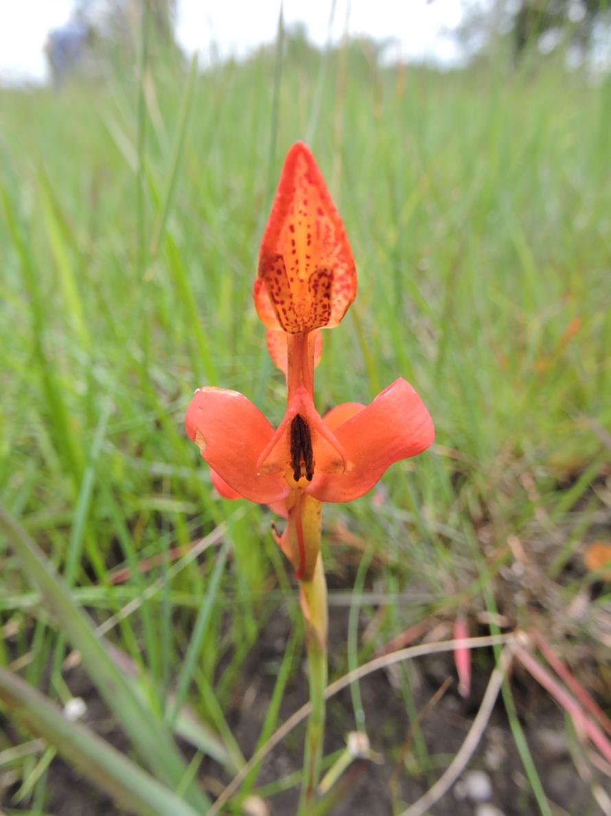 Disa erubescens subsp. carsonii Disa erubescens subsp. carsonii