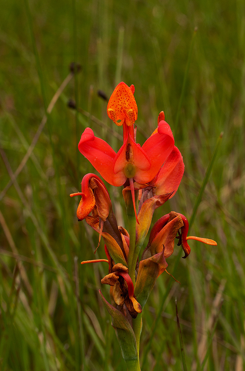 Disa erubescens subsp. carsonii
