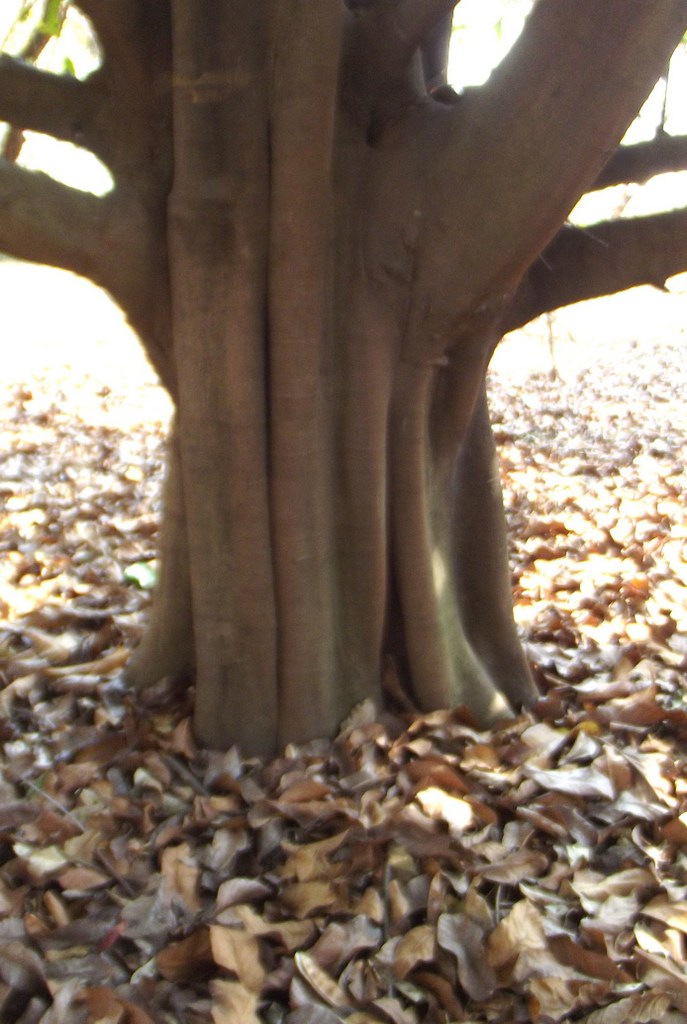 Treculia africana subsp. africana var. africana Treculia africana subsp. africana var. africana