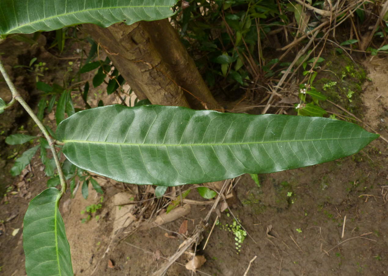Treculia africana subsp. africana var. africana Treculia africana subsp. africana var. africana
