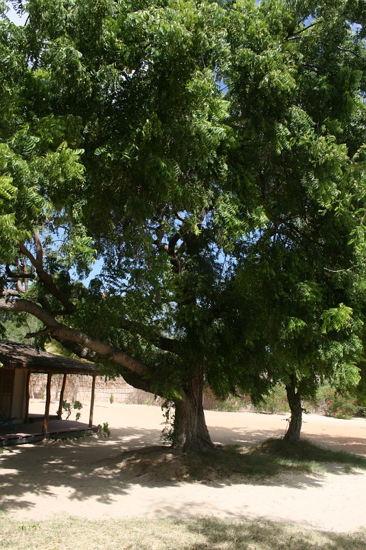 Azadirachta indica