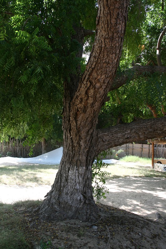 Azadirachta indica Azadirachta indica